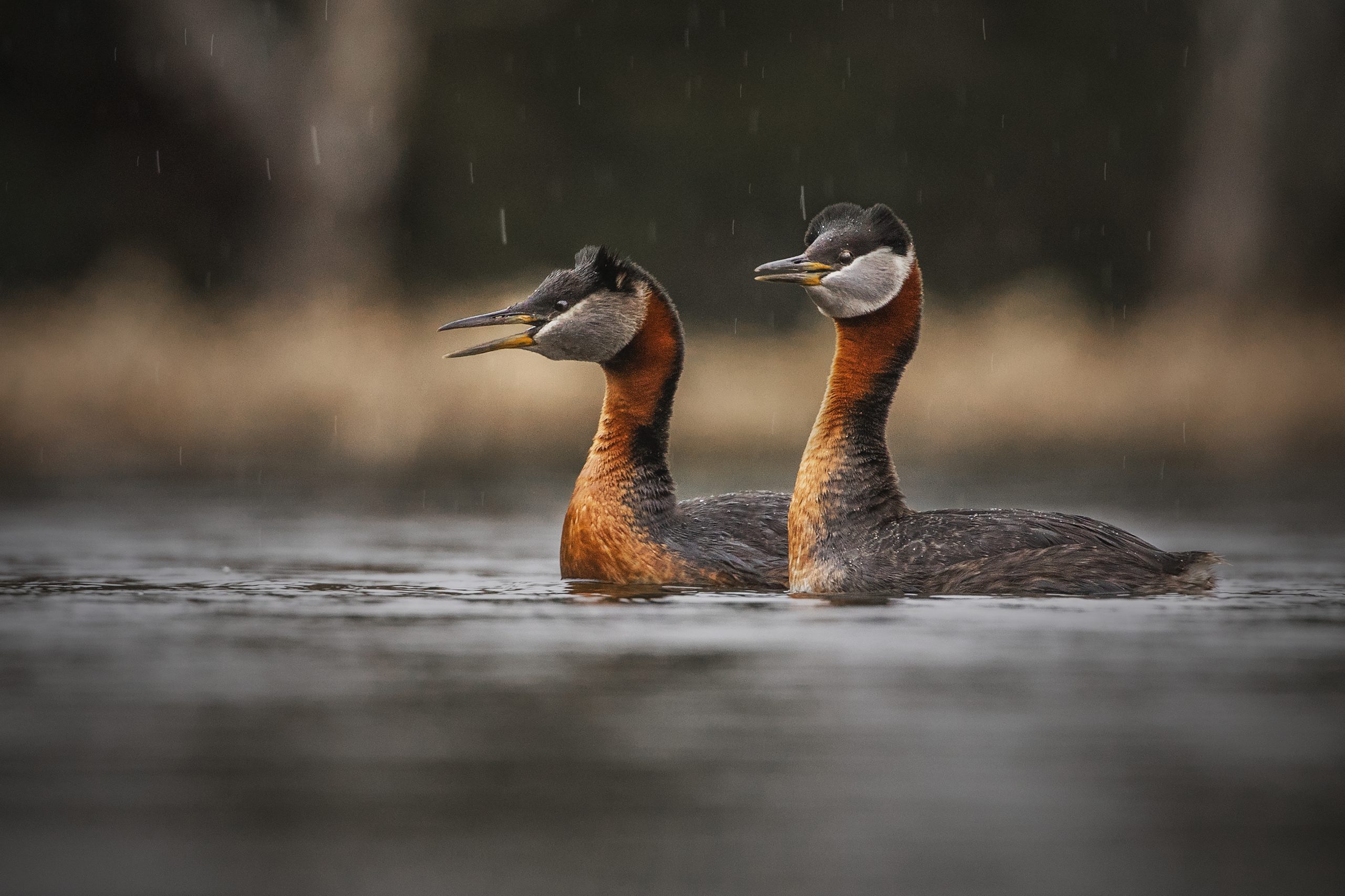 Bien naviguer parmi les oiseaux du lac Osisko